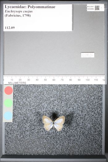Media type: image;   Entomology 50884